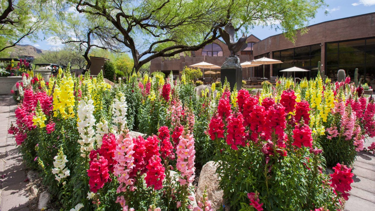 The Award Winning Golf Resort in Tucson, The Lodge at Ventana Canyon