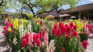 Flowers at Ventana Canyon