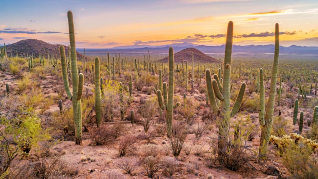 Desert